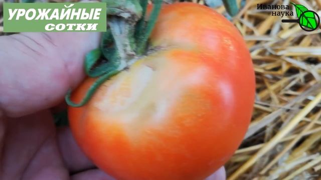 СОЧНЫЕ И ЯРКИЕ! Как усилить окраску, улучшить вкус и увеличить урожай томатов. смотреть онлайн