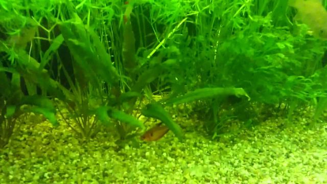 Как содержать и разводить речных карасей