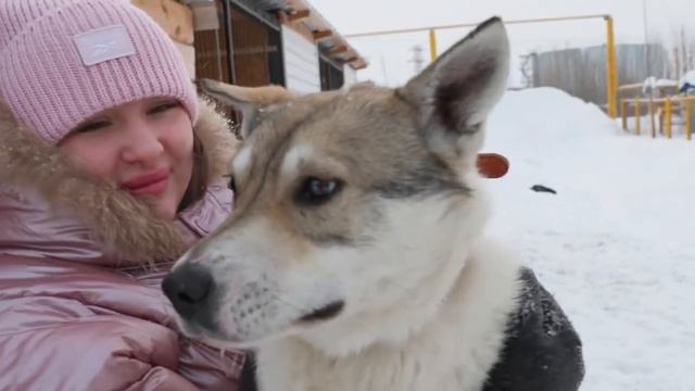Усы. Лапы. Хвост. Домашняя передержка.