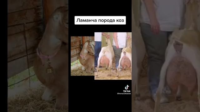Какая порода коз лучше?? смотреть онлайн