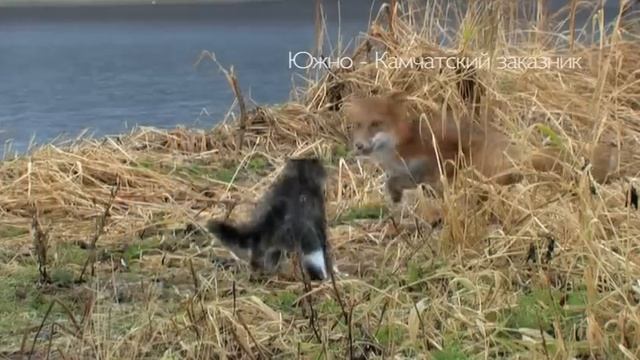 Кто победит? Лис или кот?  Who will win? Fox or a cat?