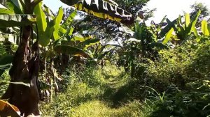 Дикая Амазонка.Заблудились в джунглях.