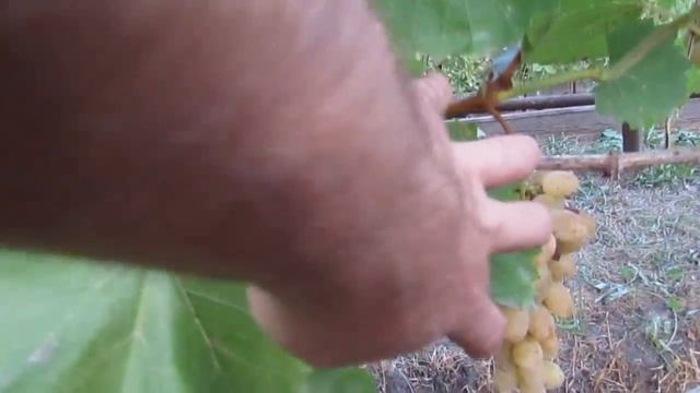 8 сентября 2018 года. Виноград сорта София... смотреть онлайн