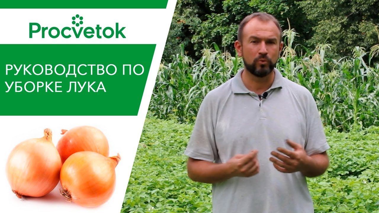 РЕПЧАТЫЙ ЛУК. Как и когда правильно убирать? Ускорение созревания лука.