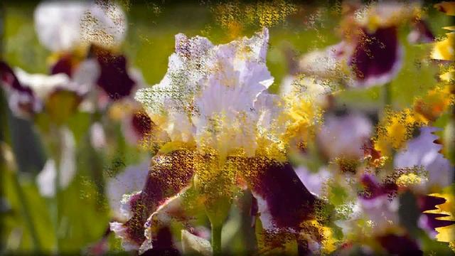 Flowers and Music-Íris-Ирисы смотреть онлайн