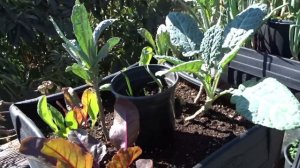 Deck Garden Keeps Growing NO Maintenance Tomatoes Celery Basil Flower Pot Plants Container Gardenin