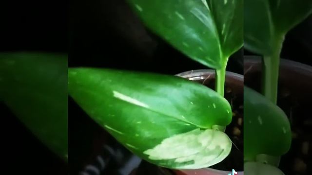 Filodendron Cobra#комнатныецветы #цветоводство#цветы #продажацветов