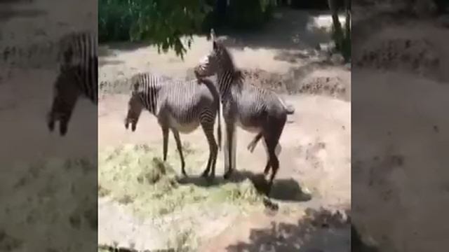 Zebra mating campalton zebra breeding Animals mating смотреть онлайн