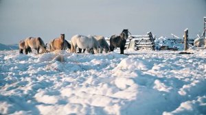 Тур Путешествие в Оймякон Полюс Холода 1
