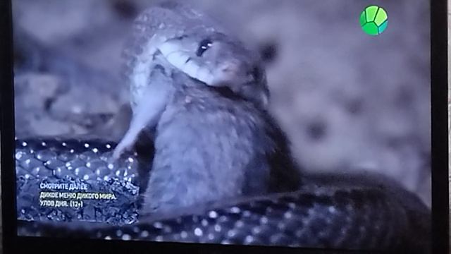 змея ест мышь смотреть онлайн