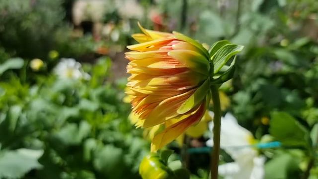 Dazzling Sun Dahlia
