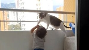 Ребёнок решил залезть на перила балкона многоэтажки❗ Не поверите, что сделала эта кошка❗