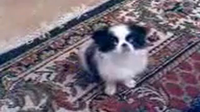 Японский Хин. Наша Ляля смотреть онлайн