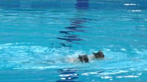 Светлана Колесниченко/ Светлана Ромашина | Произвольный дуэт | Казань, 20.04.2019