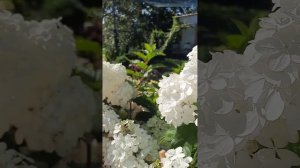 Гортензии,выращенные на жарком юге нашей страны.г.Ставрополь.