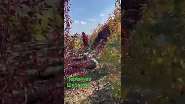 В питомнике Ярус выращиваем черёмуху Шуберта.Выкапываем машиной и упаковываем в мешковину и сетку.