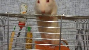 Прикольная белая крыса.