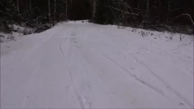 Заяц из завалов .РГ Сигнал, Говоруша, Свирель. смотреть онлайн