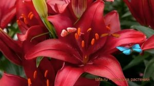 Лилия азиатская горшечная Тайни Комфорт ? обзор: как сажать, луковицы лилии Тайни Комфорт