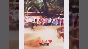 ☺️❣️☺️King Thaate ❤️ kamblananadumbula ❤️ craze for kambla ❤️ die hard fan ❤️ ?❤️?