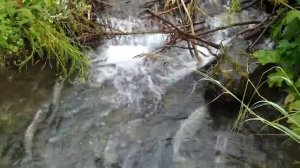 РЫБАЛКА НА АЛЯСКЕ лосось  FISHING ALASKA salmon.MP4