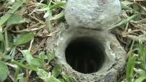 Как смеются пеликаны