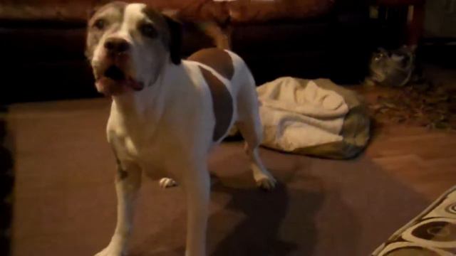 spinning Bosco смотреть онлайн