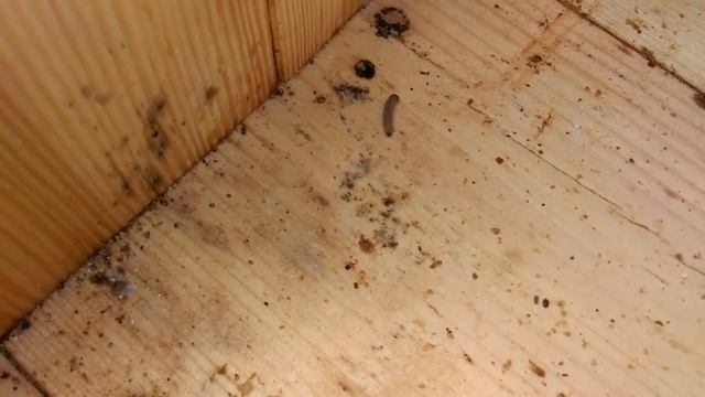 Битва пчелы и личинки восковой моли. смотреть онлайн