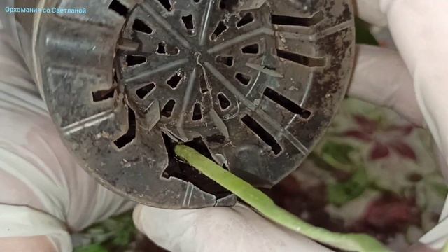 Мощный рост корней и цветоносов у молодой орхидеи. смотреть онлайн