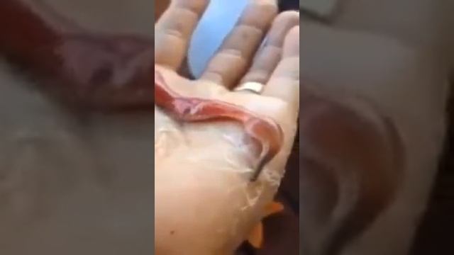 Страшный морской червь атакует руку