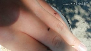 Амбарные долгоносики наступают! Насекомые вредители