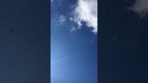 Николаевские голуби Крыма