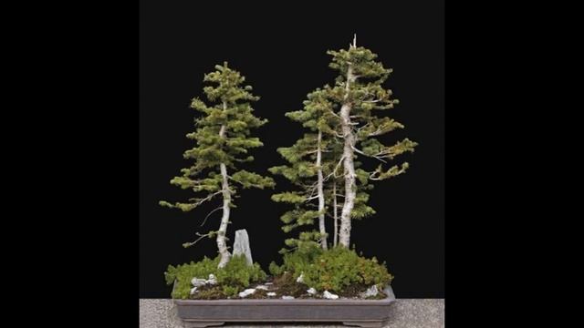 Abies lasiocarpa or Alpine Fir Bonsai смотреть онлайн