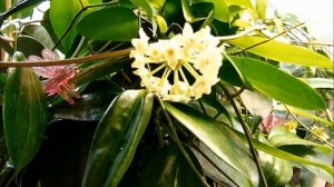 Hoya tjadasmalangensis or Hoya polystachya   You Decide!