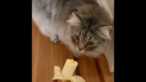 НЕОБЫЧНЫЕ ПРИКОЛЫ И МЕМЫ - #17