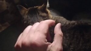 ОБРАБАТЫВАЮ КОШКУ ОТ БЛОХ. КАПЛИ ОТ БЛОХ ДЛЯ КОШЕК И КОТОВ