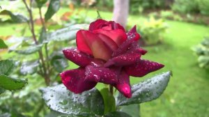 Как хороши эти розы! Дачные картинки. Уникальный проект.