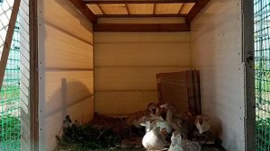 Обзор швабры NOVA-C с отжимом и 12-литровым ведром. Не дала Тейке поохотиться)))