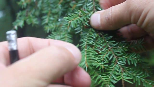 Tsuga canadensis ID description смотреть онлайн