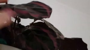 Калатея  Calathea insignis, мазаичная  network, шафран  crocata, сандериана Calathea sanderiana.