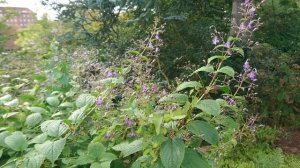 Трихостема (лат. Trichostema spp). Ботанический сад Орхус 18 сентября 2022, Дания