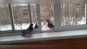 Голуби клюют зерно на балконе зимой. Взаимоотношение голубей.