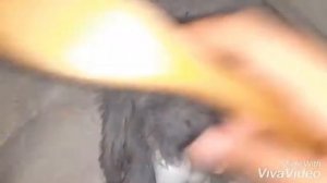 Как высушить кролика брелка? / Как ухаживать ща шёрсткой кролика? ???