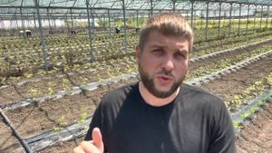 ВЫСАДКА ТОМАТОВ В СТРЕССОВОЙ СИТУАЦИИ. ПОМИДОРЫ В ГРУНТ В ЖАРУ