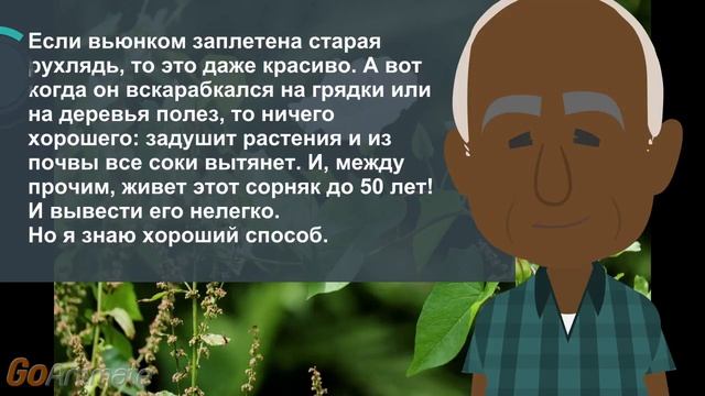 Уничтожаем вьюнок на даче смотреть онлайн