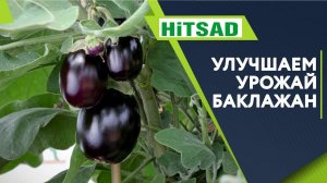 Правильная Подкормка Баклажан  Улучшение урожая Баклажан  Советы От Хитсад ТВ