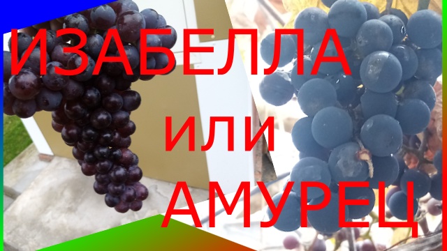 Изабелла или Амурец.