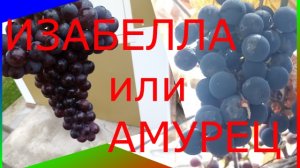 Изабелла или Амурец.
