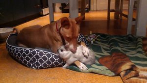 Декоративный кролик играет с собакой