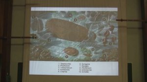 Теория эволюции. Марков А.В. Лекция 16. Часть 2